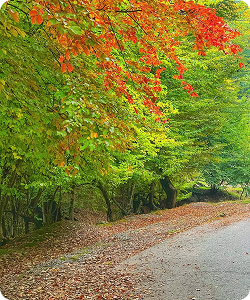 🚌دیدنی_ترین جنگل_های استان گلستاناستان_های شمالی ایران تو فصل پاییز حسابی دیدنی_ می_شن. جنگل_ها (2) 1